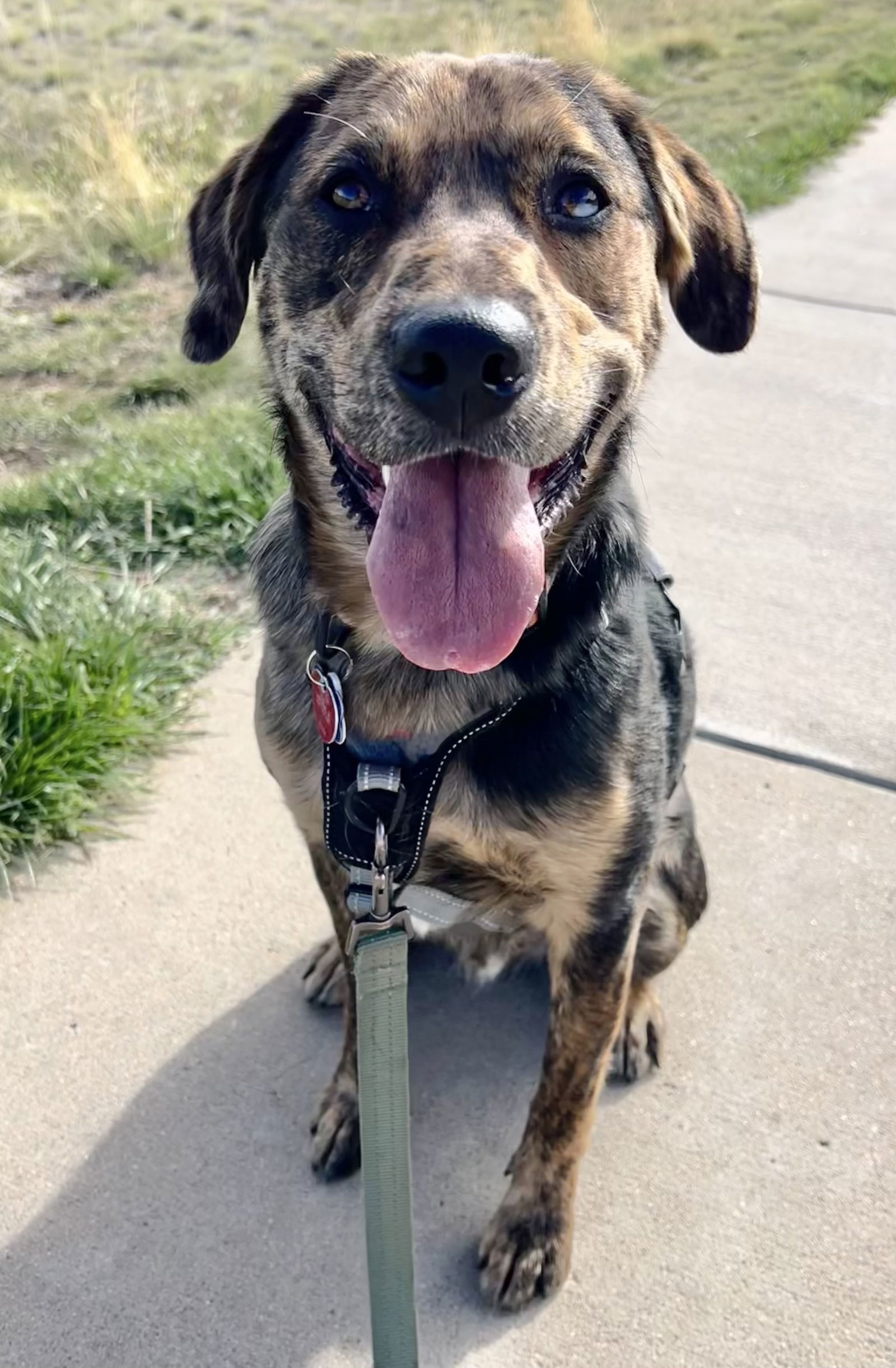 Rajah, an adoptable Australian Shepherd, Retriever in Winter Park, CO, 80482 | Photo Image 2