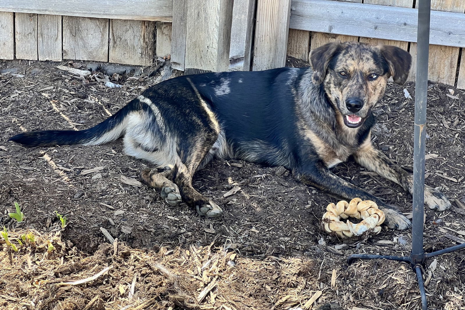 Rajah, an adoptable Australian Shepherd, Retriever in Winter Park, CO, 80482 | Photo Image 3