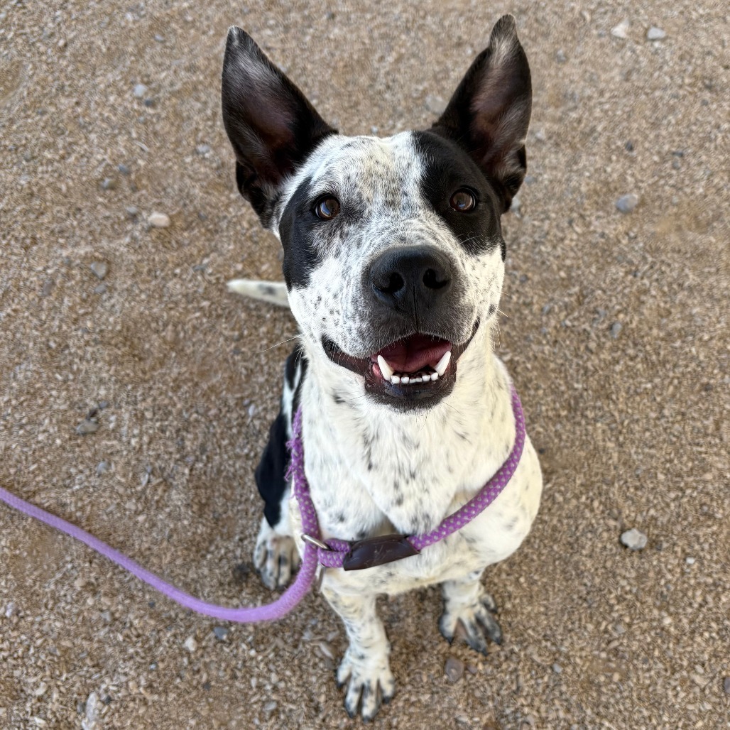 Scoopy, an adoptable Mixed Breed in Las Cruces, NM, 88012 | Photo Image 1