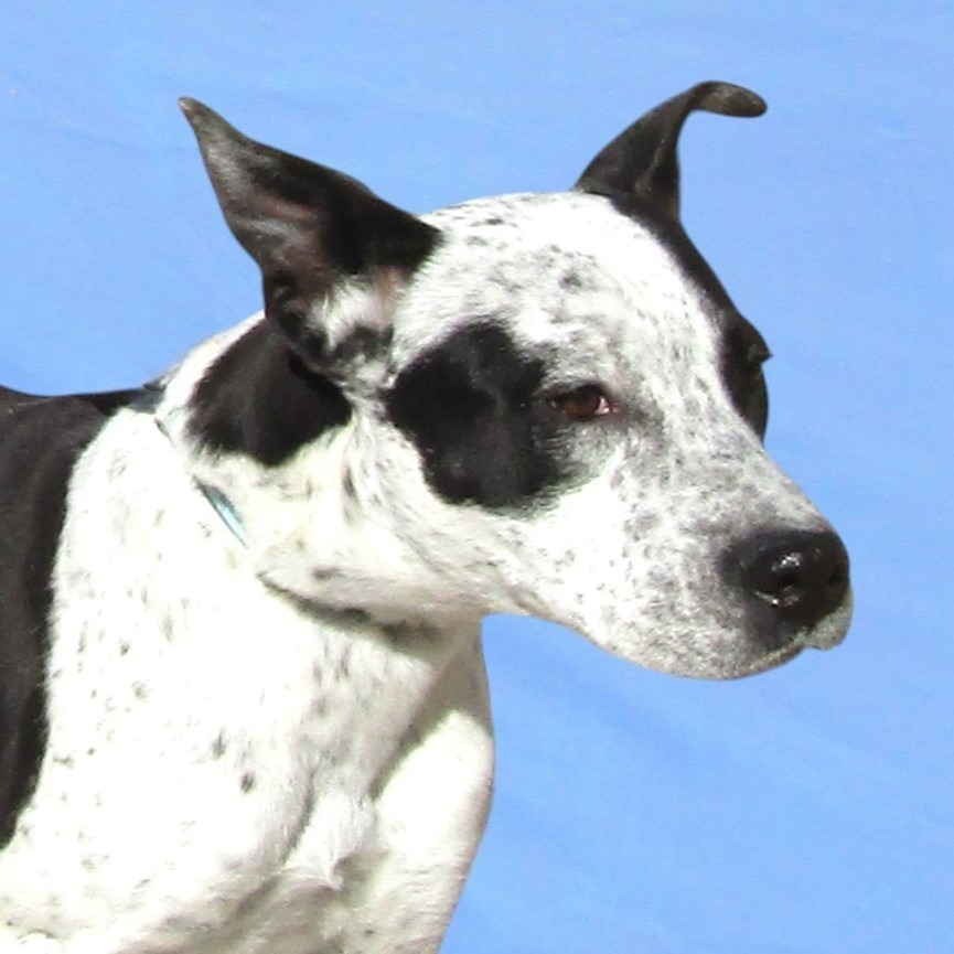 Scoopy, an adoptable Mixed Breed in Las Cruces, NM, 88012 | Photo Image 2