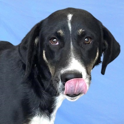 Carlos, an adoptable Mixed Breed in Las Cruces, NM, 88012 | Photo Image 1