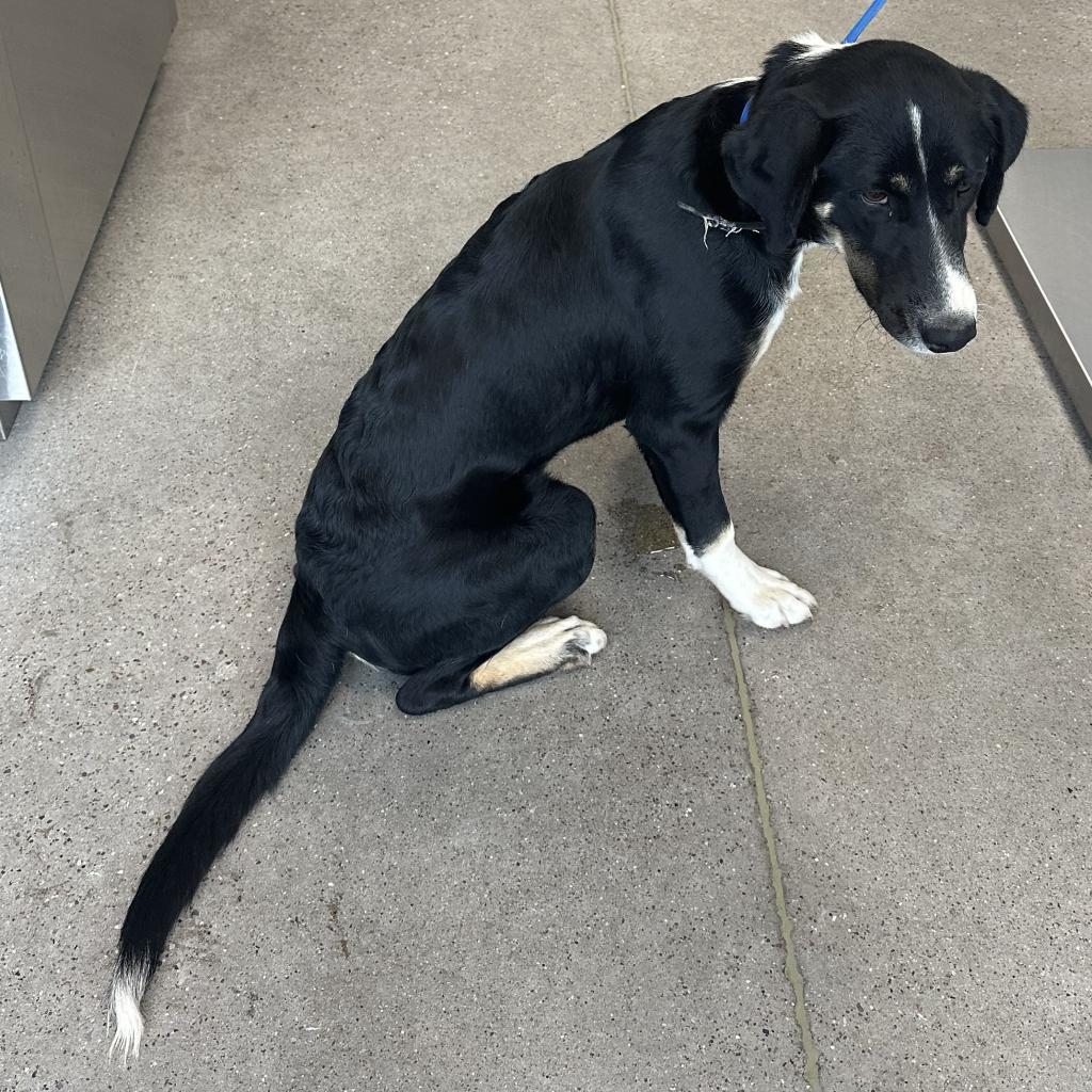Carlos, an adoptable Mixed Breed in Las Cruces, NM, 88012 | Photo Image 2