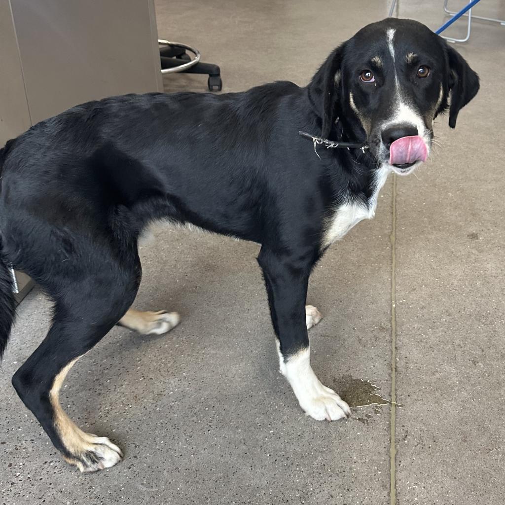 Carlos, an adoptable Mixed Breed in Las Cruces, NM, 88012 | Photo Image 3
