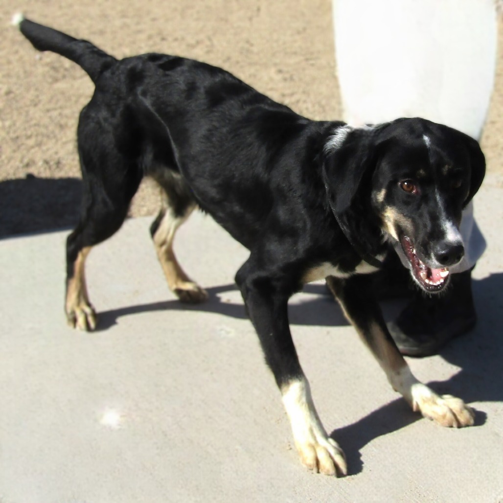 Carlos, an adoptable Mixed Breed in Las Cruces, NM, 88012 | Photo Image 6