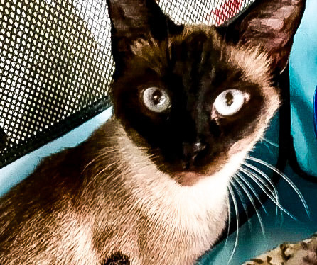 Naomi, an adoptable Siamese, Burmese in Dallas, TX, 75223 | Photo Image 1