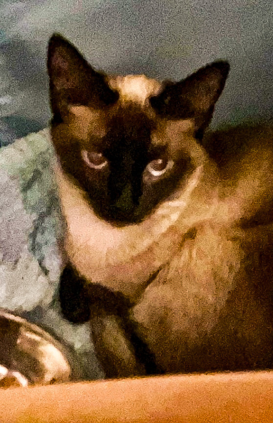 Naomi, an adoptable Siamese, Burmese in Dallas, TX, 75223 | Photo Image 2