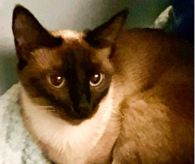 Naomi, an adoptable Siamese, Burmese in Dallas, TX, 75223 | Photo Image 3