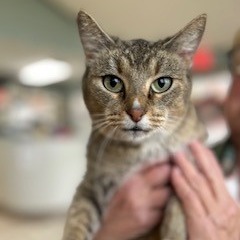 Emmy, an adoptable American Shorthair in Poplar Bluff, MO, 63901 | Photo Image 1