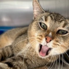 Emmy, an adoptable American Shorthair in Poplar Bluff, MO, 63901 | Photo Image 2