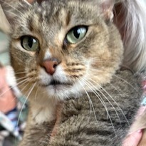 Emmy, an adoptable American Shorthair in Poplar Bluff, MO, 63901 | Photo Image 3