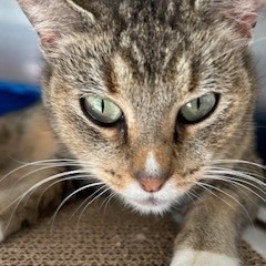 Emmy, an adoptable American Shorthair in Poplar Bluff, MO, 63901 | Photo Image 4