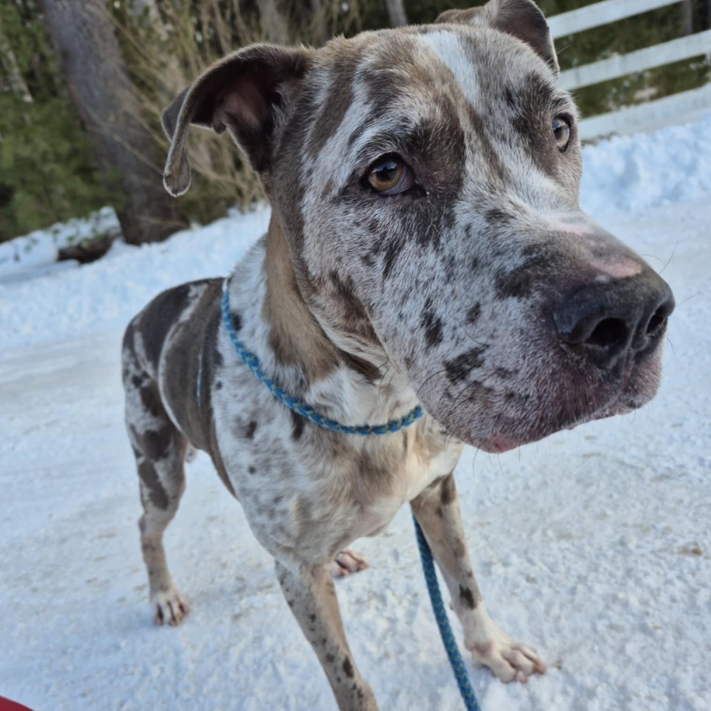 Gunner, an adoptable Mixed Breed in Glenfield, NY, 13343 | Photo Image 1