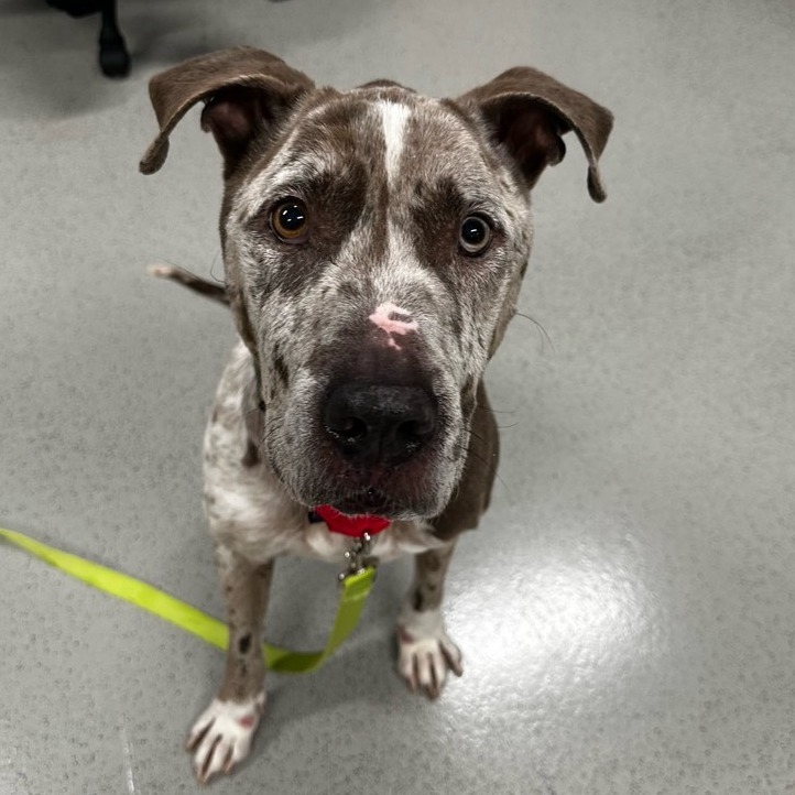 Gunner, an adoptable Mixed Breed in Glenfield, NY, 13343 | Photo Image 2