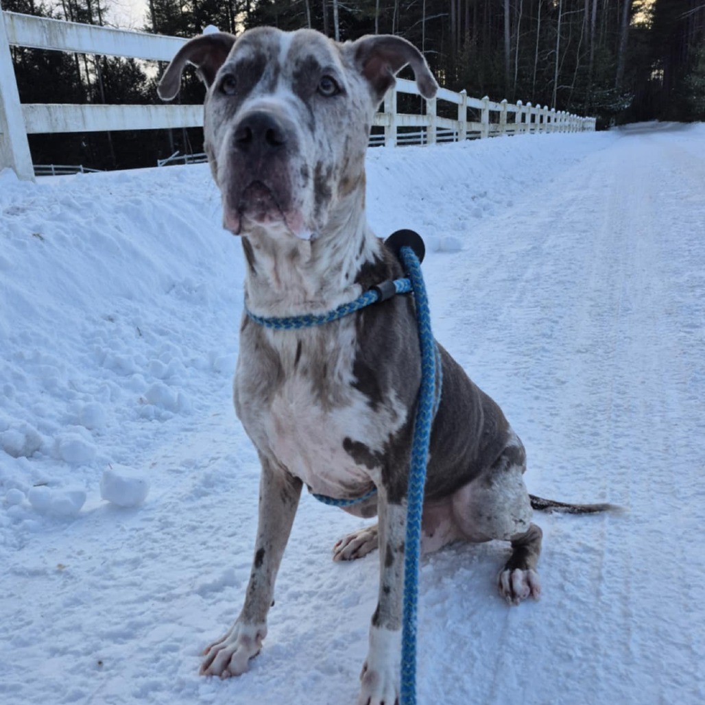 Gunner, an adoptable Mixed Breed in Glenfield, NY, 13343 | Photo Image 3