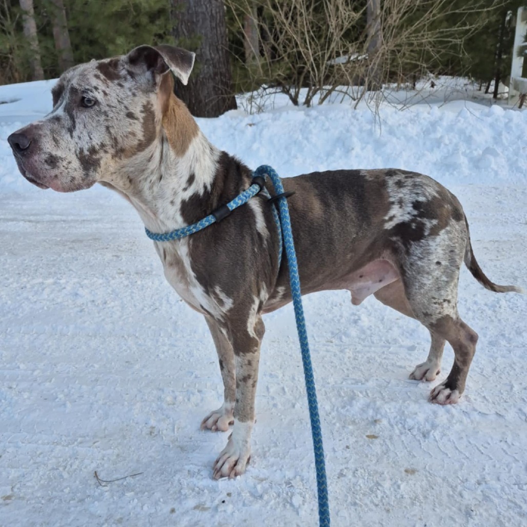 Gunner, an adoptable Mixed Breed in Glenfield, NY, 13343 | Photo Image 4