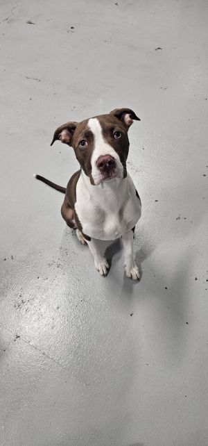 Meet Bailey Bailey is a super tiny sweet little baby who along with her momma and two siblings we 