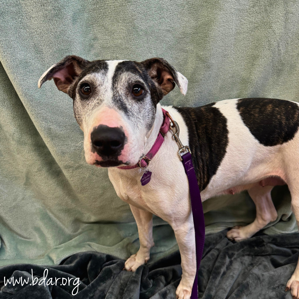 Lucy, an adoptable Bull Terrier, Mixed Breed in Cheyenne, WY, 82009 | Photo Image 1