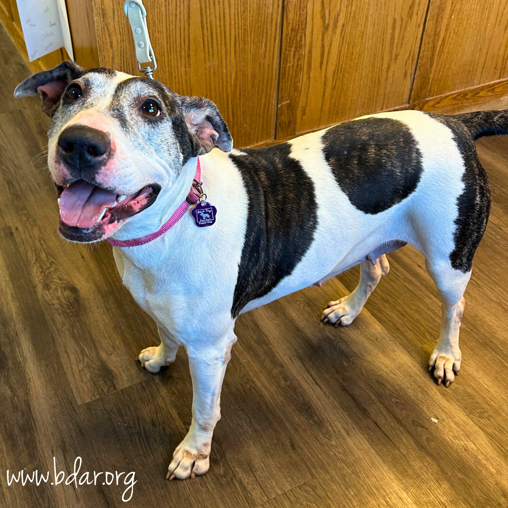 Lucy, an adoptable Bull Terrier, Mixed Breed in Cheyenne, WY, 82009 | Photo Image 2