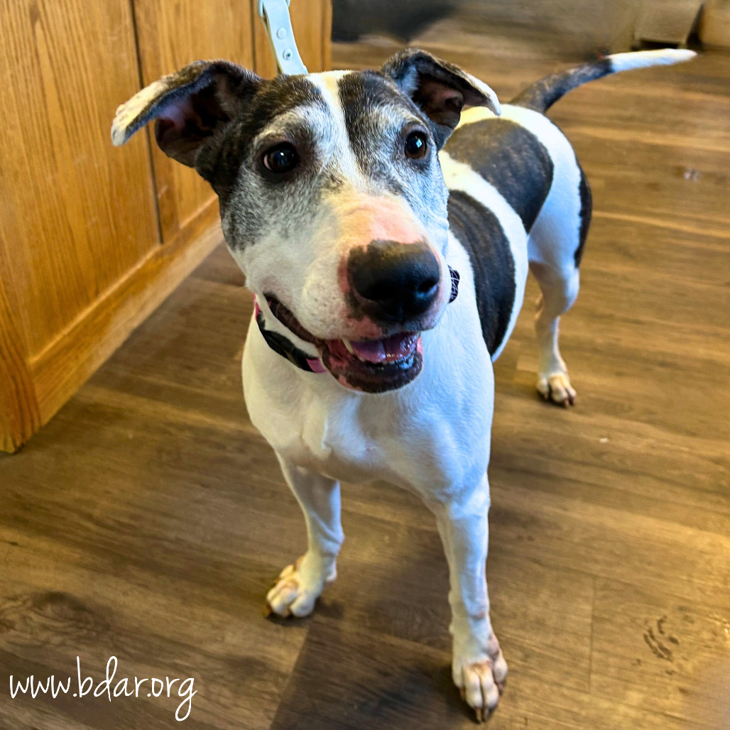 Lucy, an adoptable Bull Terrier, Mixed Breed in Cheyenne, WY, 82009 | Photo Image 3