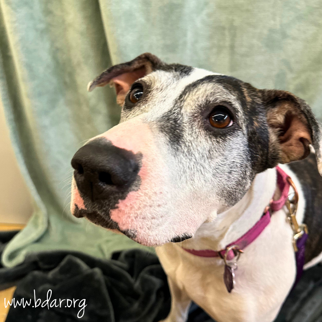 Lucy, an adoptable Bull Terrier, Mixed Breed in Cheyenne, WY, 82009 | Photo Image 4