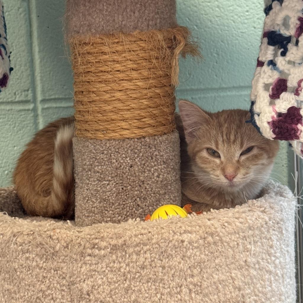 Cat For Adoption - Boysenberry, A Domestic Medium Hair In South Elgin 