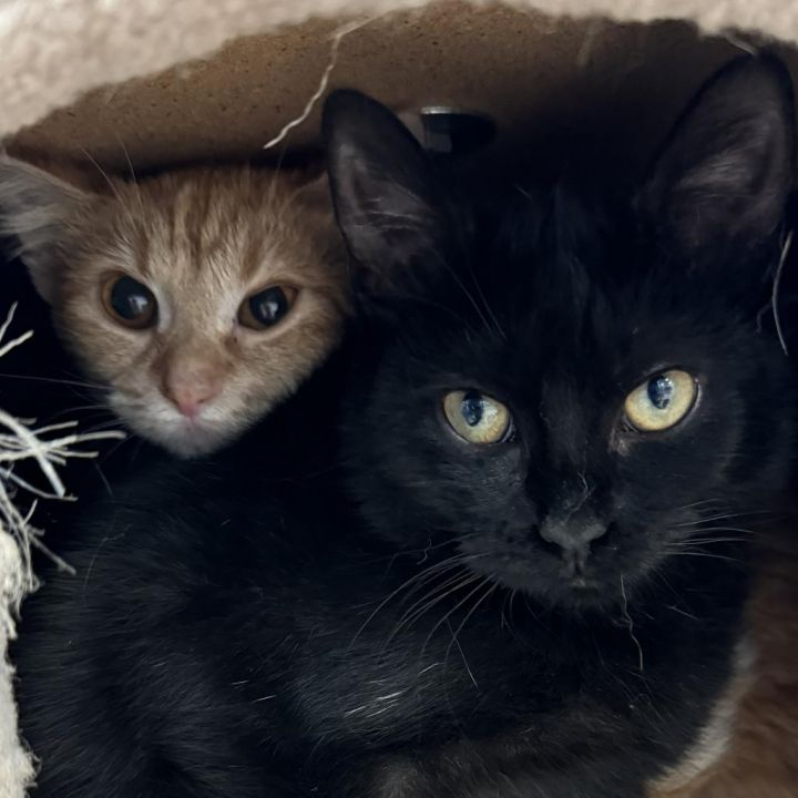 Cat for adoption - Boysenberry, a Domestic Medium Hair in South Elgin ...