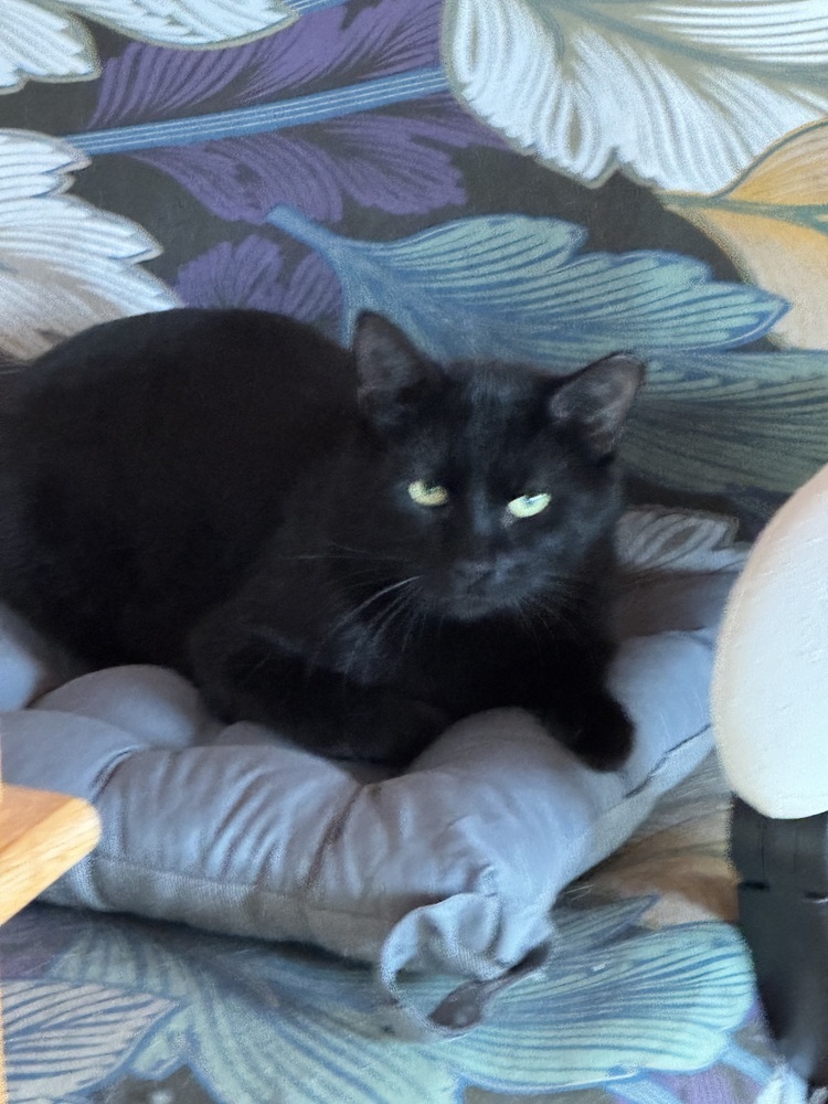 Merlin, an adoptable Domestic Short Hair in Lafayette, CO, 80026 | Photo Image 1