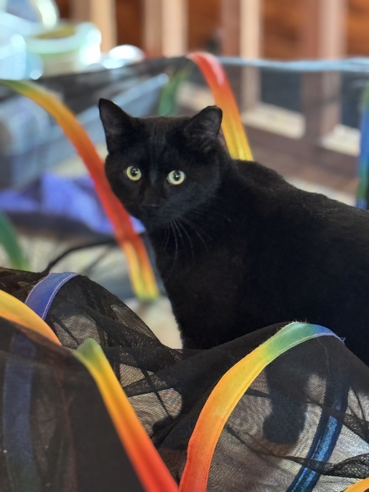 Merlin, an adoptable Domestic Short Hair in Lafayette, CO, 80026 | Photo Image 2