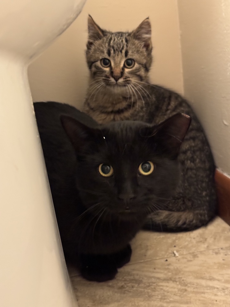 Merlin, an adoptable Domestic Short Hair in Lafayette, CO, 80026 | Photo Image 3