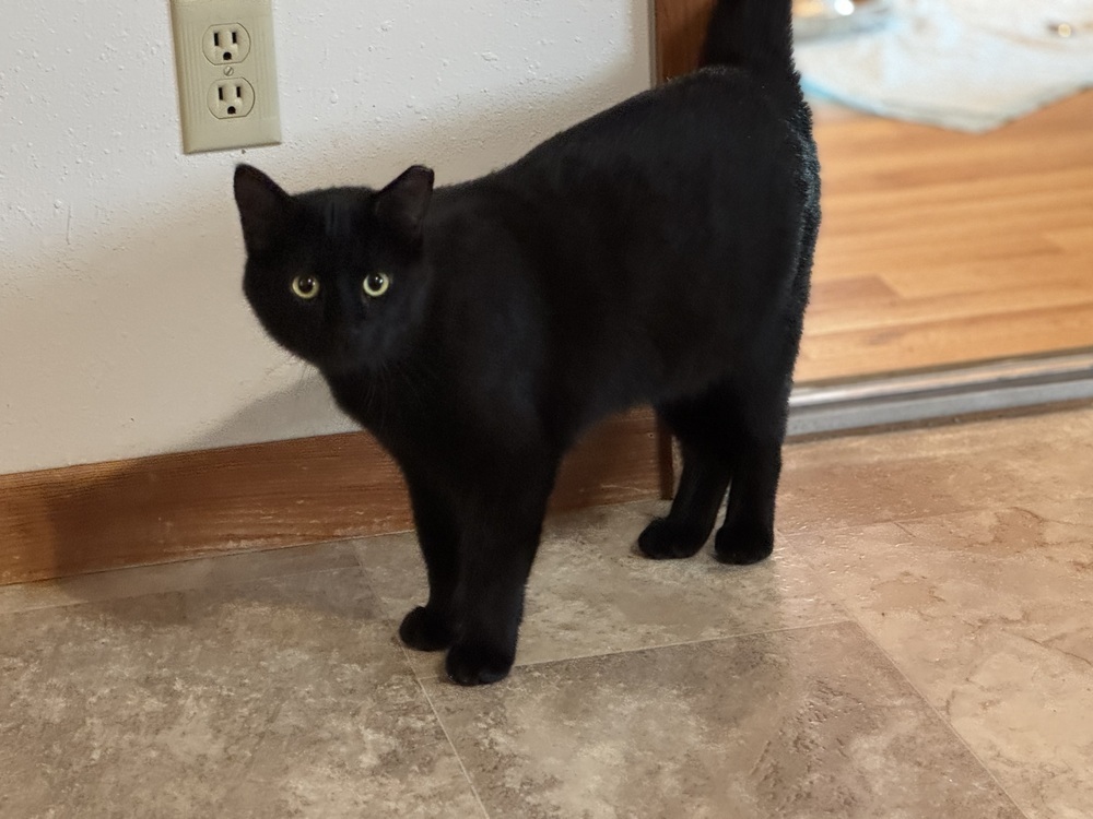 Merlin, an adoptable Domestic Short Hair in Lafayette, CO, 80026 | Photo Image 4