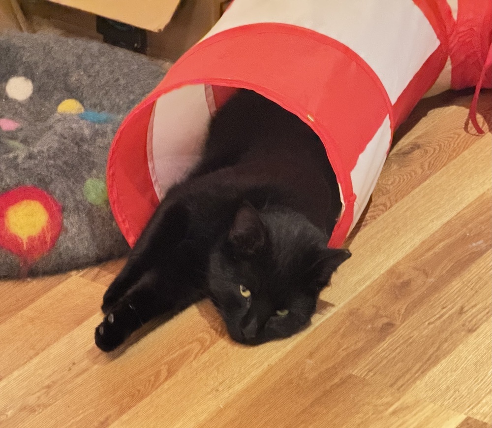 Merlin, an adoptable Domestic Short Hair in Lafayette, CO, 80026 | Photo Image 5