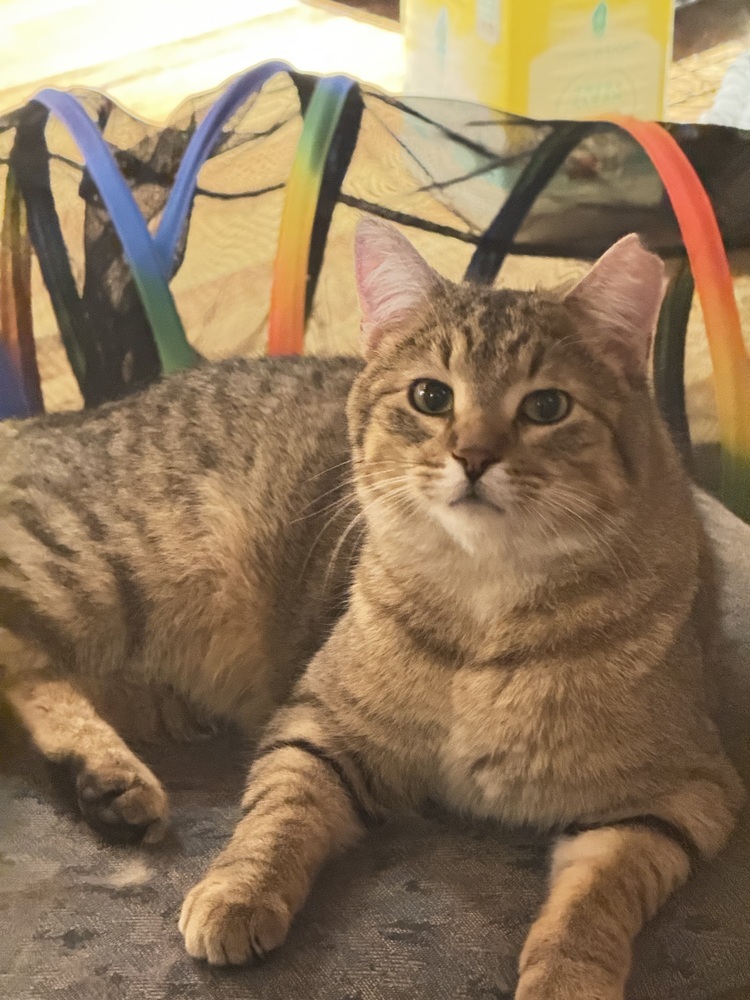 Arthur, an adoptable Domestic Short Hair in Lafayette, CO, 80026 | Photo Image 3