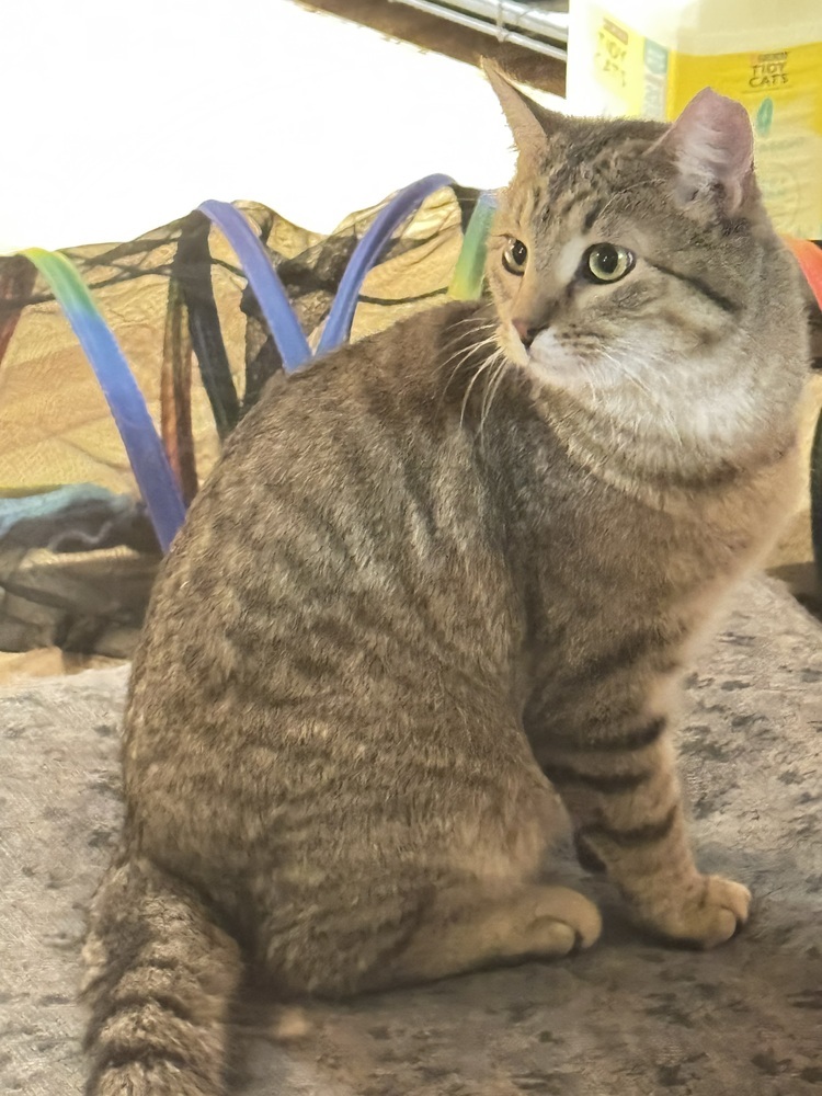 Arthur, an adoptable Domestic Short Hair in Lafayette, CO, 80026 | Photo Image 4