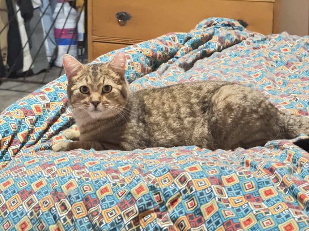 Arthur, an adoptable Domestic Short Hair in Lafayette, CO, 80026 | Photo Image 5