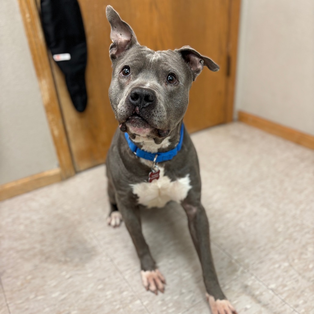 Gonzo--In Foster, an adoptable Pit Bull Terrier in Fargo, ND, 58102 | Photo Image 1