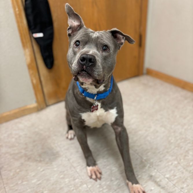Gonzo--In Foster