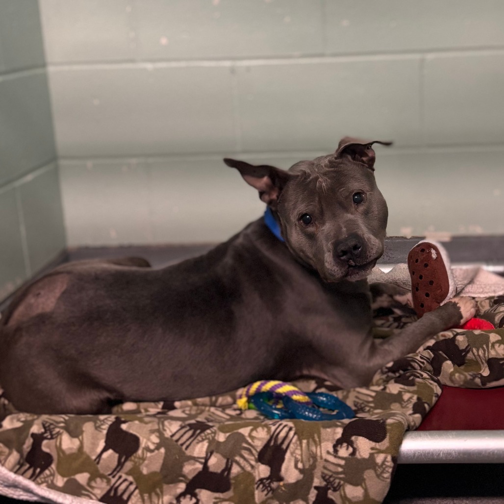 Gonzo--In Foster, an adoptable Pit Bull Terrier in Fargo, ND, 58102 | Photo Image 2