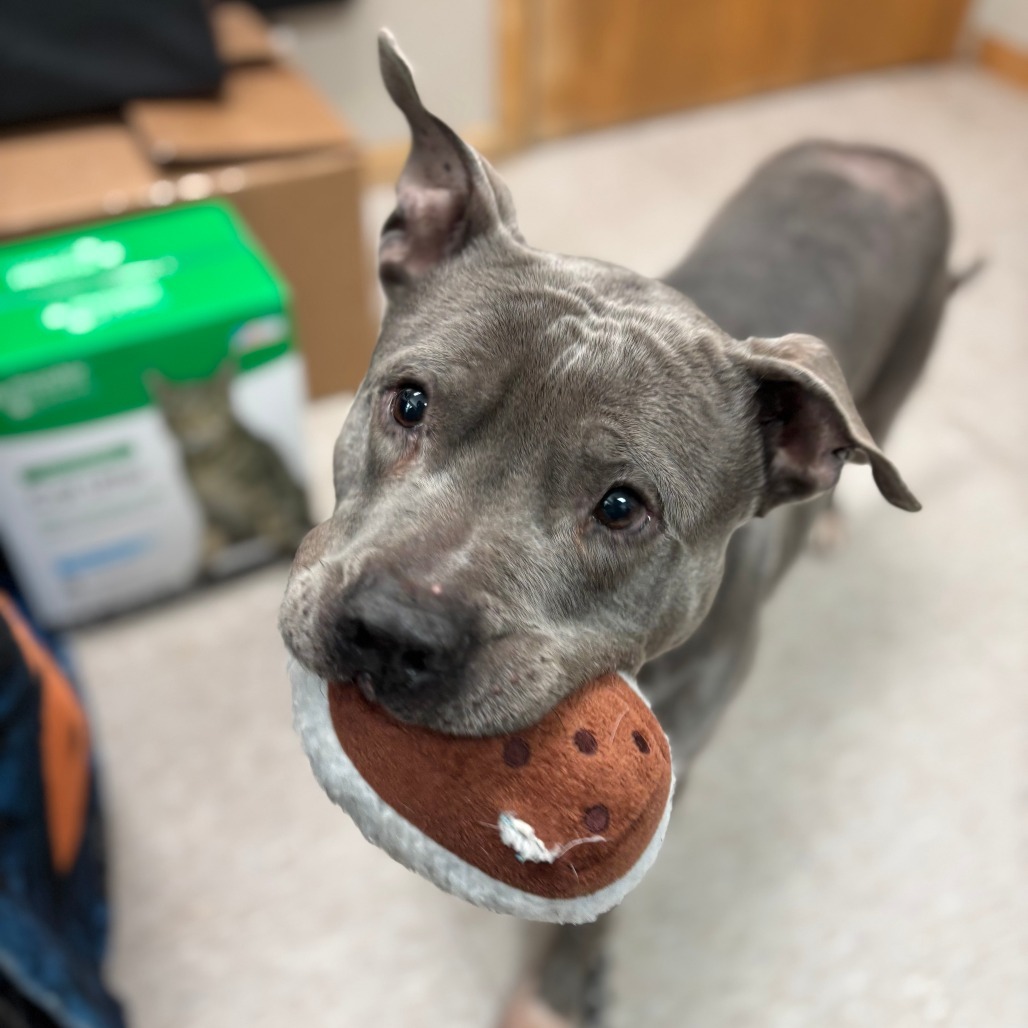 Gonzo--In Foster, an adoptable Pit Bull Terrier in Fargo, ND, 58102 | Photo Image 3