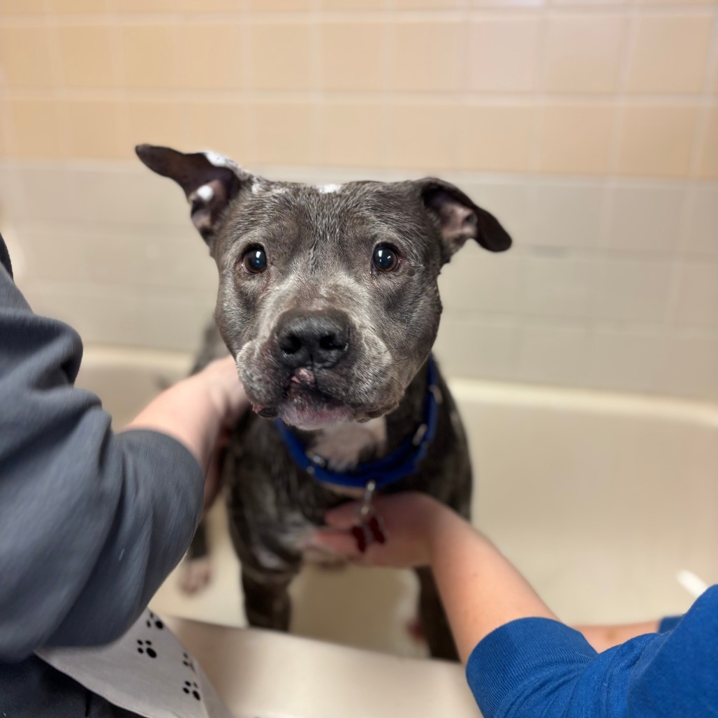 Gonzo--In Foster, an adoptable Pit Bull Terrier in Fargo, ND, 58102 | Photo Image 4
