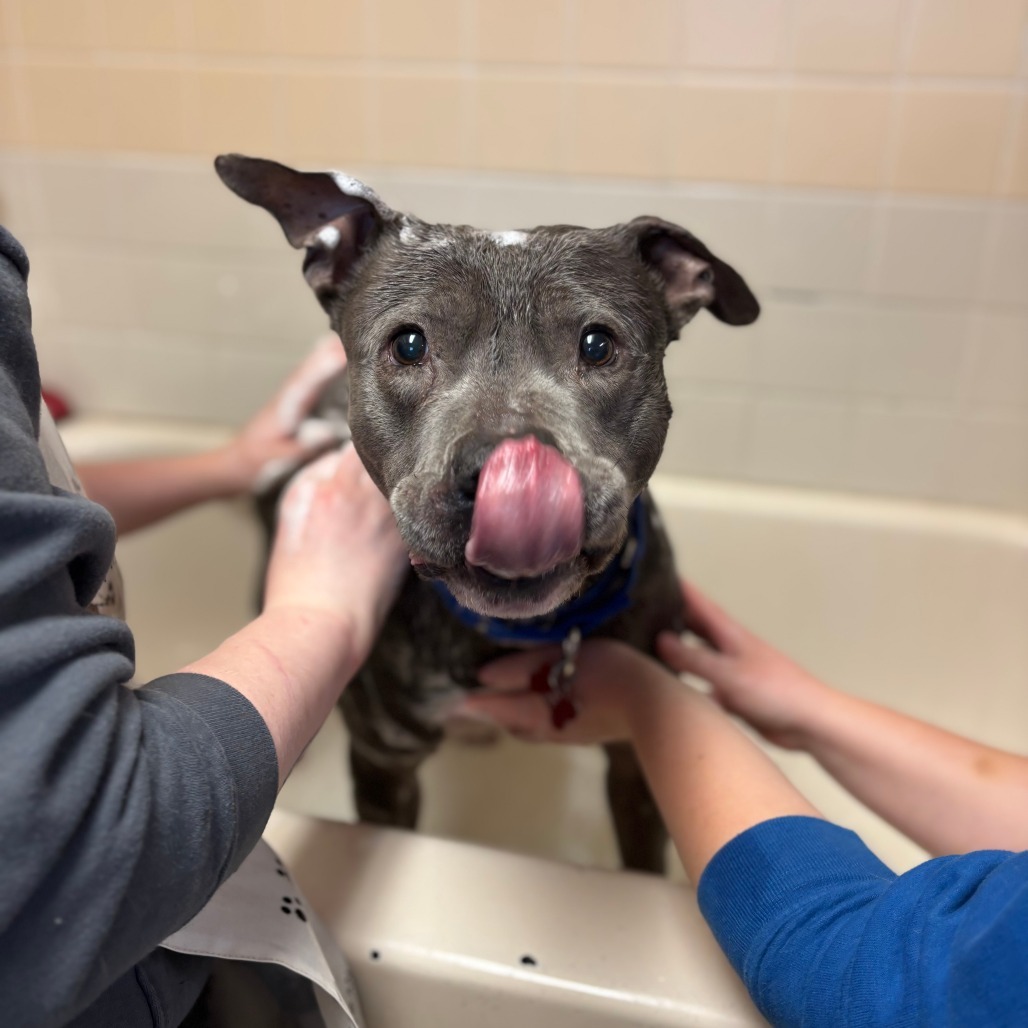 Gonzo--In Foster, an adoptable Pit Bull Terrier in Fargo, ND, 58102 | Photo Image 5
