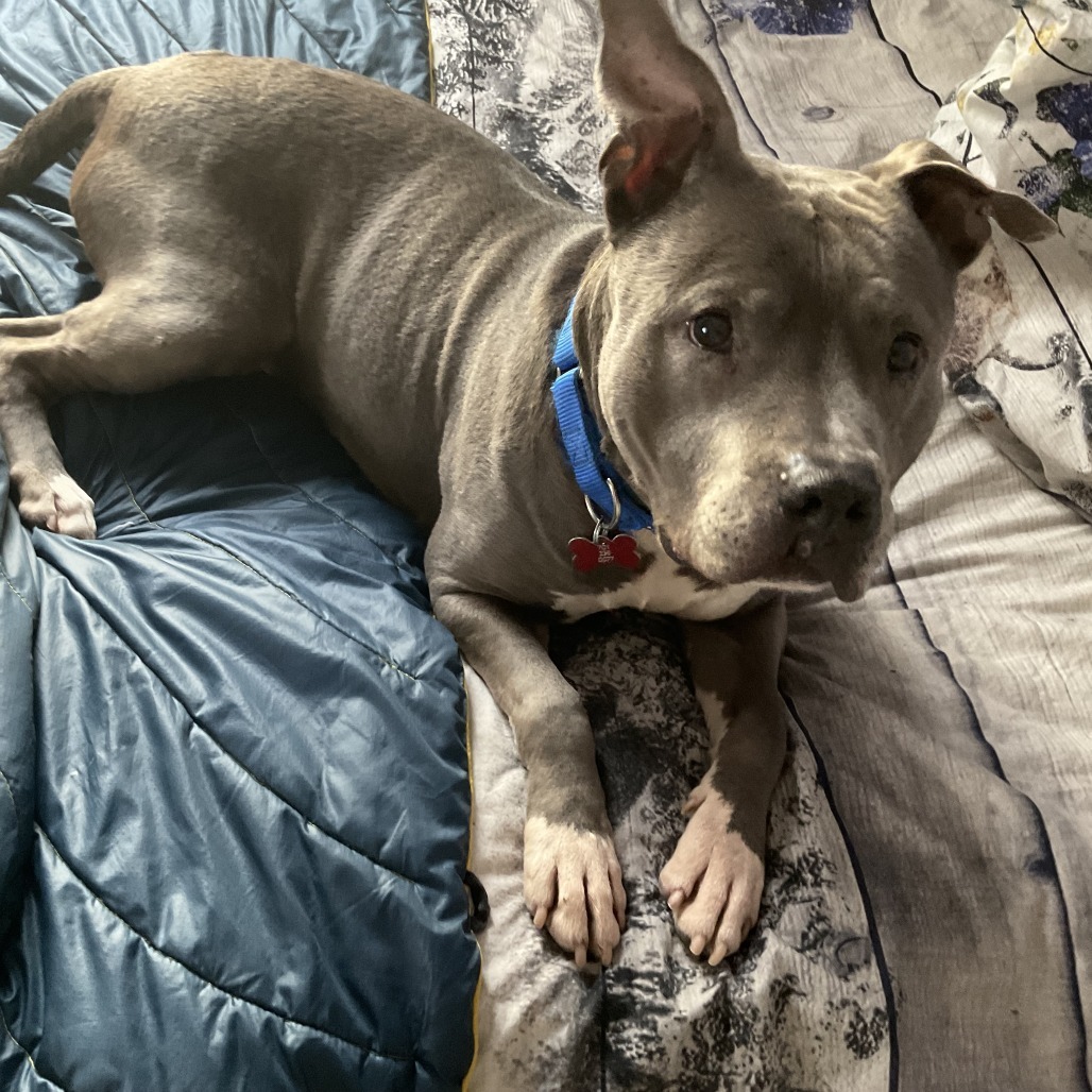 Gonzo--In Foster, an adoptable Pit Bull Terrier in Fargo, ND, 58102 | Photo Image 6