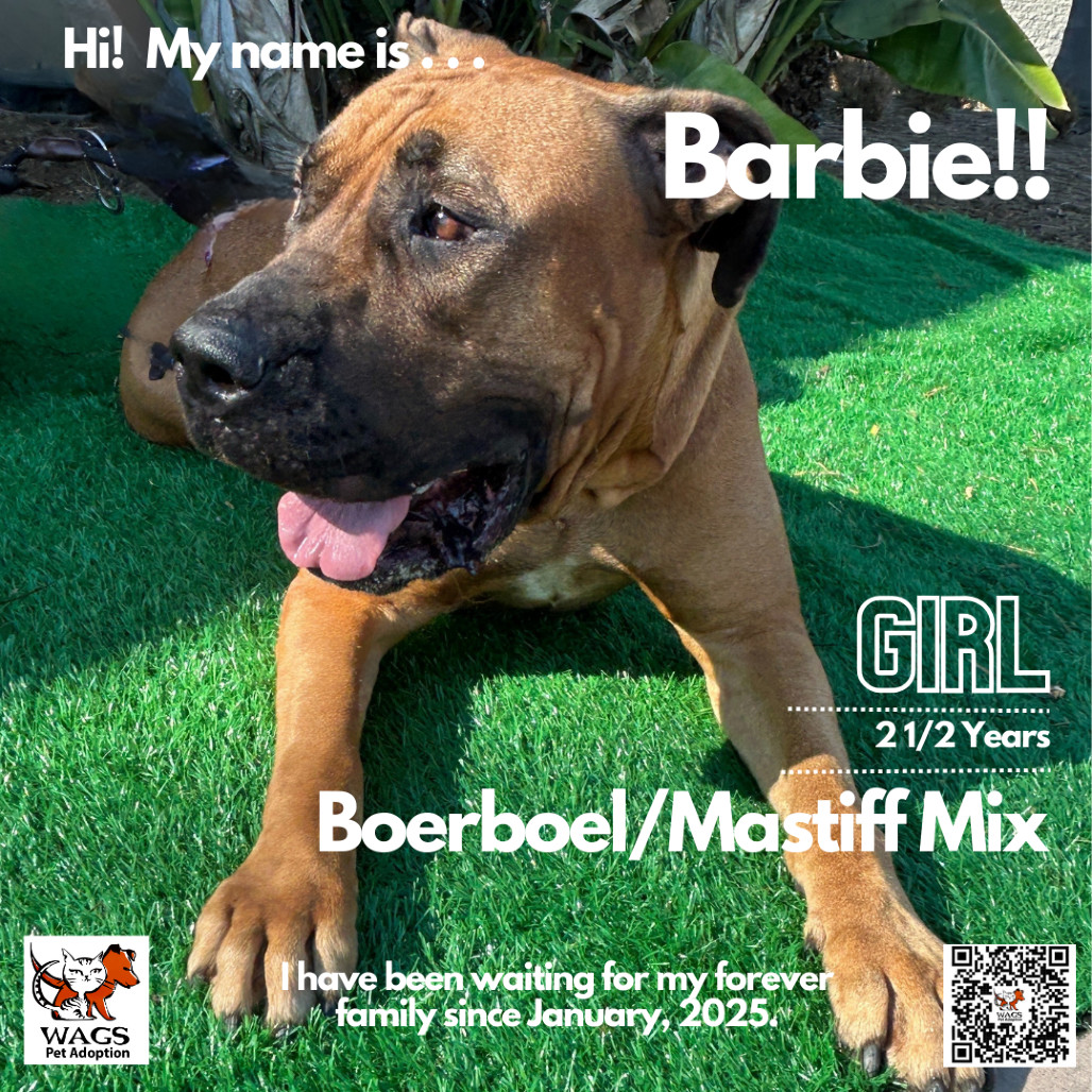 Barbie, an adoptable Boerboel, Mastiff in Westminster, CA, 92683 | Photo Image 1