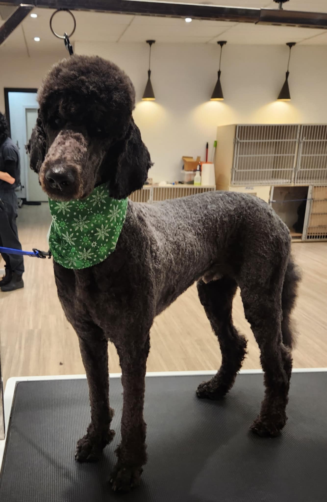Crispin, an adoptable Standard Poodle in Ottawa, ON, K1N 5X8 | Photo Image 1