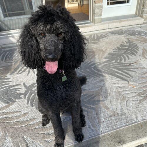 Crispin, an adoptable Standard Poodle in Ottawa, ON, K1N 5X8 | Photo Image 2