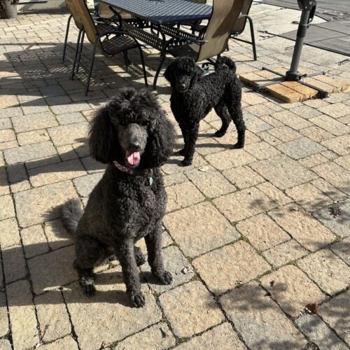Crispin, an adoptable Standard Poodle in Ottawa, ON, K1N 5X8 | Photo Image 3
