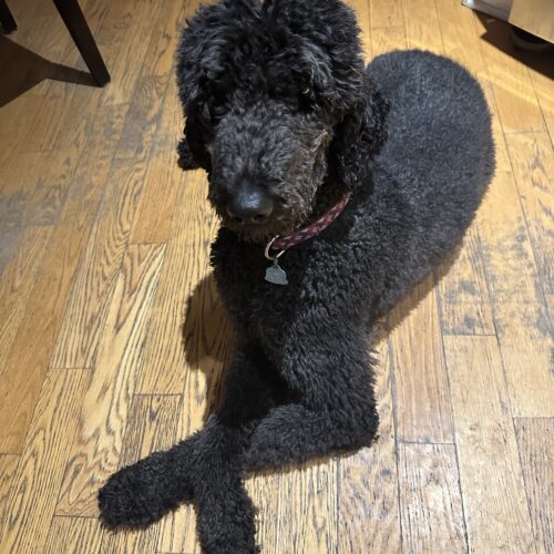 Crispin, an adoptable Standard Poodle in Ottawa, ON, K1N 5X8 | Photo Image 4
