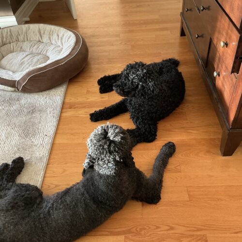 Crispin, an adoptable Standard Poodle in Ottawa, ON, K1N 5X8 | Photo Image 5