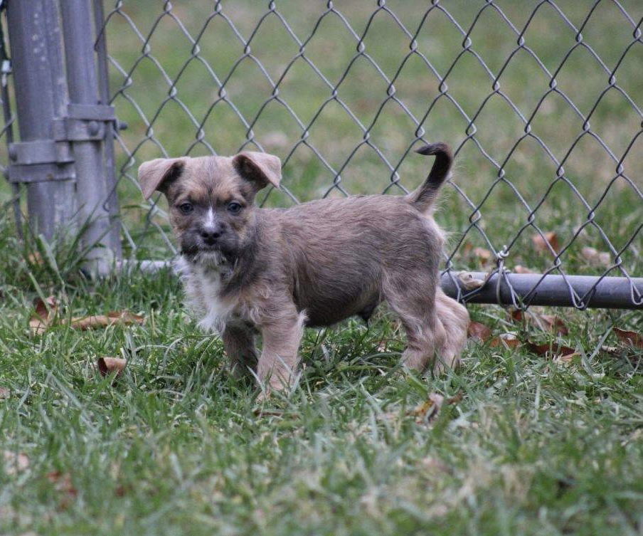 Goose, an adoptable Pit Bull Terrier, Havanese in Spotsylvania, VA, 22553 | Photo Image 3