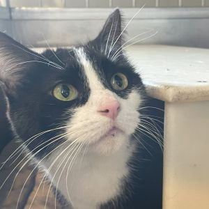 Tootie, Senior Female Domestic Short Hair