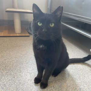 Giles, Adult Male unknown